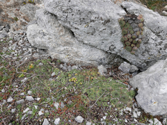 Sempervivum vicentei