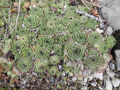 Sempervivum vicentei