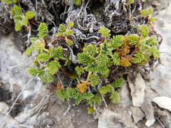 Erodium glandulosum