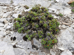 Erodium glandulosum