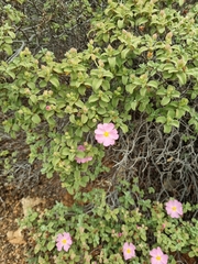 Cistus parviflorus
