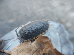 Trachelipus caucasius