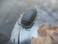 Trachelipus caucasius