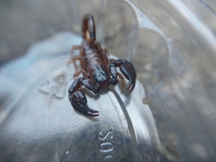 Euscorpius mingrelicus