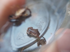 Euscorpius mingrelicus