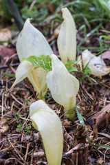 Arum italicum