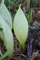 Arum italicum