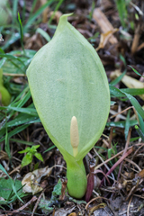 Arum italicum