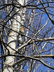 Erithacus rubecula