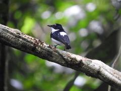 Platysteira castanea