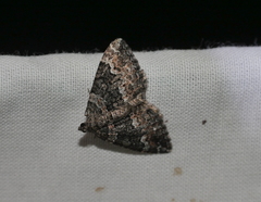 Chrysolarentia gypsomela