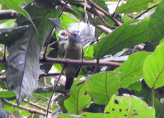 Gray-Headed Sunbird photo 4