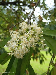 Photinia lasiopetala