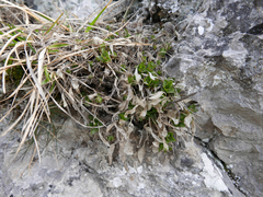 Valeriana apula
