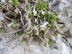 Valeriana apula