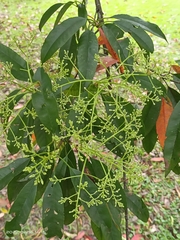Photinia lasiopetala