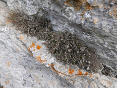 Valeriana apula