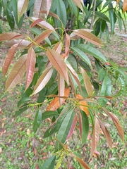 Photinia lasiopetala