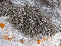 Valeriana apula