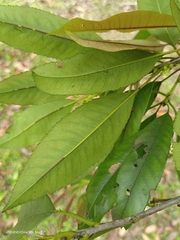 Photinia lasiopetala