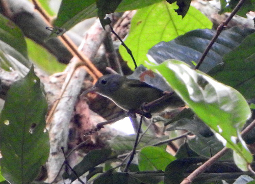 Gray-headed Sunbird
