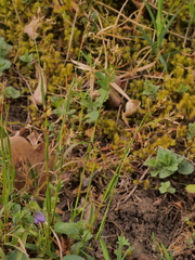 Luzula forsteri