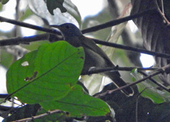 Gray-Headed Sunbird photo 5