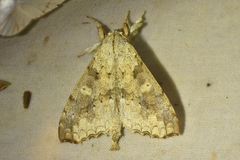 Ephoria lybia