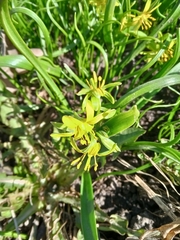 Gagea lutea