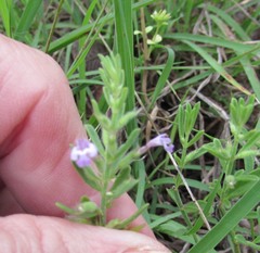 Hedeoma reverchonii