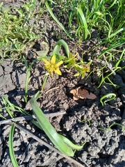 Gagea lutea