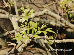 Crateva adansonii formosensis