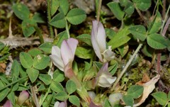 Trifolium uniflorum