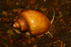 Pomacea diffusa