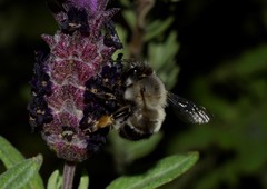 Anthophora rubricrus