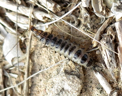 Licinus