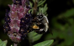 Anthophora rubricrus
