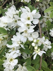 Exochorda