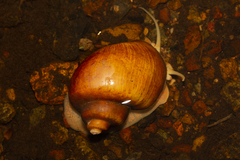 Pomacea diffusa