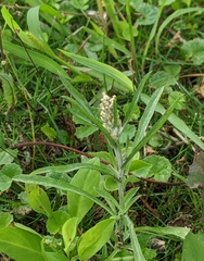 Gamochaeta calviceps