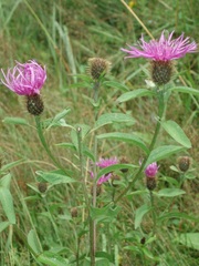 Centaurea phrygia pseudophrygia