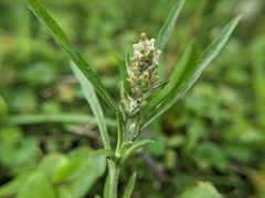 Gamochaeta calviceps