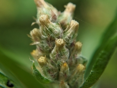 Gamochaeta calviceps