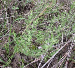 Hedeoma reverchonii