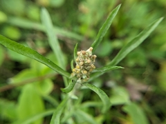 Gamochaeta calviceps