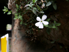 Petrocoptis glaucifolia