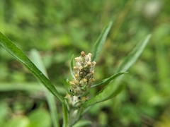 Gamochaeta calviceps