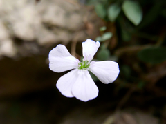 Petrocoptis glaucifolia