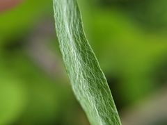 Gamochaeta calviceps