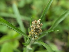 Gamochaeta calviceps